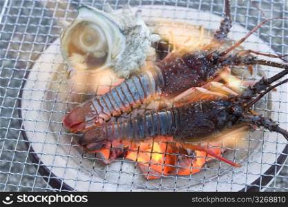 Spiny Lobster and Turban Shell