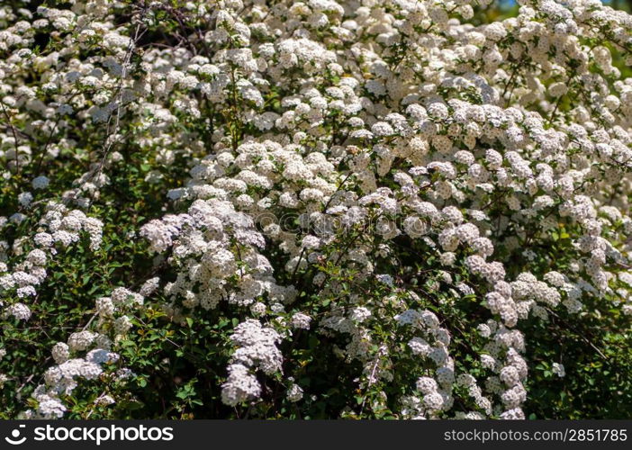 Spiraea blossoms white flowers on bush