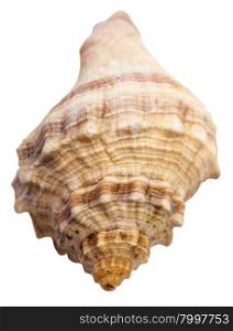 spiral shell of sea mollusc snail isolated on white background