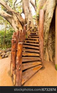 Spiral wooden stairs leading into a tree house