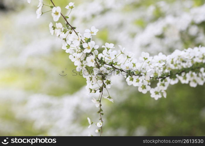 Spirea