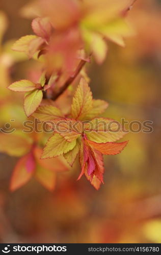 spirea bush young leaves in the spring time