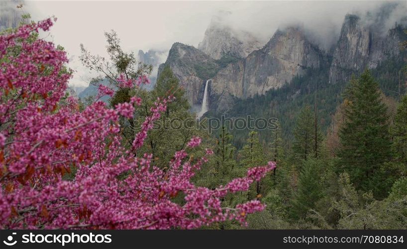 Splash of pink tree infront of Yosemite falls