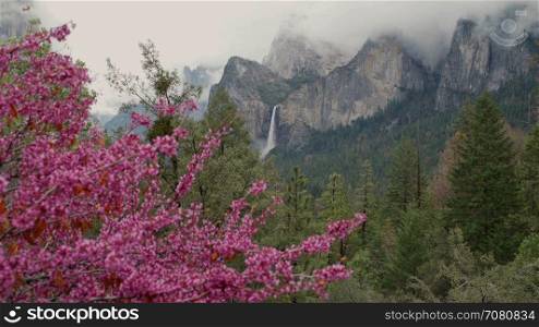 Splash of pink tree infront of Yosemite falls