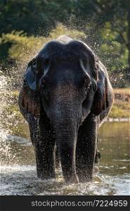 Splash water on elephant bath time.