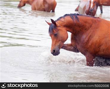 splashing arabian horse in the lake. cloudy day