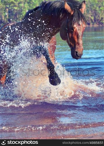splashing bay beautiful horse.