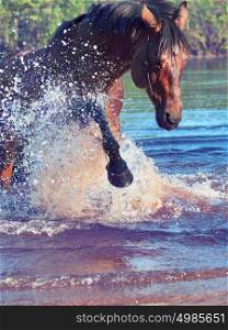 splashing bay beautiful horse.
