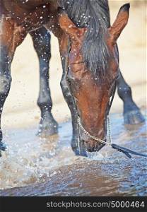 splashing bay breed stallion