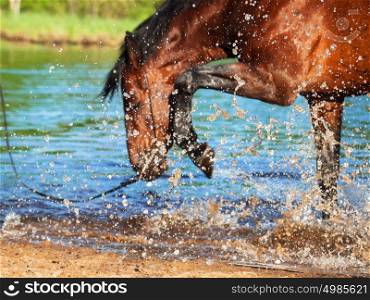 splashing bay horse in the lake. focus on the drops