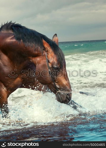 splashing nice bay breed stallion in the sea outdoor