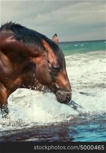 splashing nice bay breed stallion in the sea outdoor