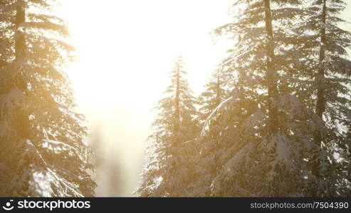 Splendid Christmas scene in the mountain forest. Colorful winter sunrise