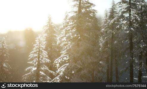 Splendid Christmas scene in the mountain forest. Colorful winter sunrise