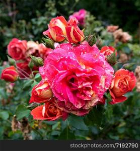 Splendor of roses in the garden