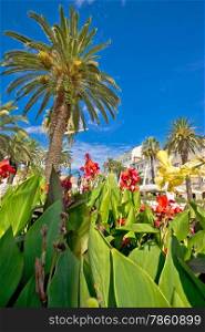Split Riva palms and flowers vertical view, Dalmatia, Croatia