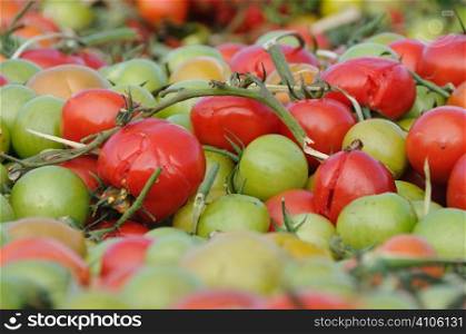 Split tomatos - rubbish