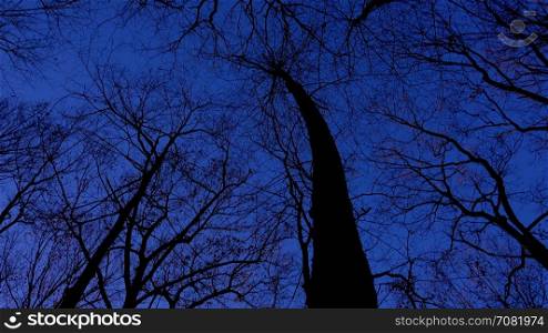 spooky dark trees at night