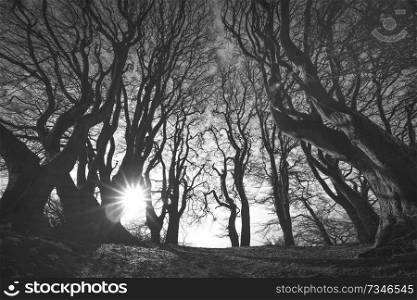 Spooky forest in black and white with scary tree silhouettes in the sunrise