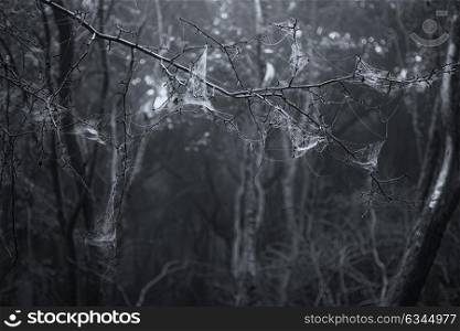 Spooky Halloween dead forest landscape with foggy background