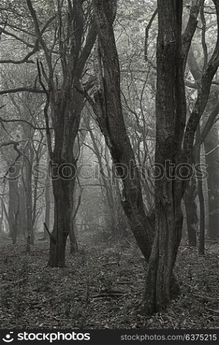 Spooky Halloween dead forest landscape with foggy background