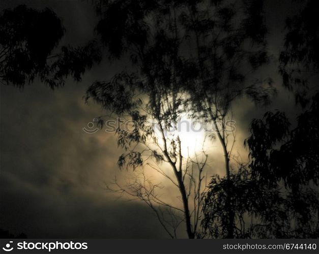 spooky moon light. spooky mood with moon light and blured eukalyptus tree