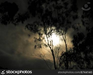 spooky moon light. spooky mood with moon light and blured eukalyptus tree
