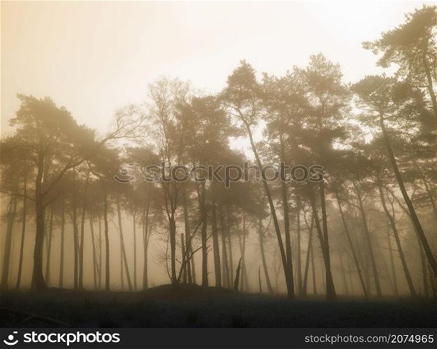 spooky pine tree silhouettes on misty morning in dutch winter forest near utrecht in the netherlands