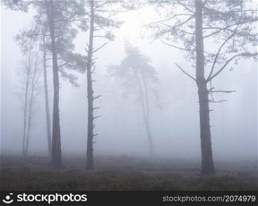 spooky pine tree silhouettes on misty morning in dutch winter forest near utrecht in the netherlands
