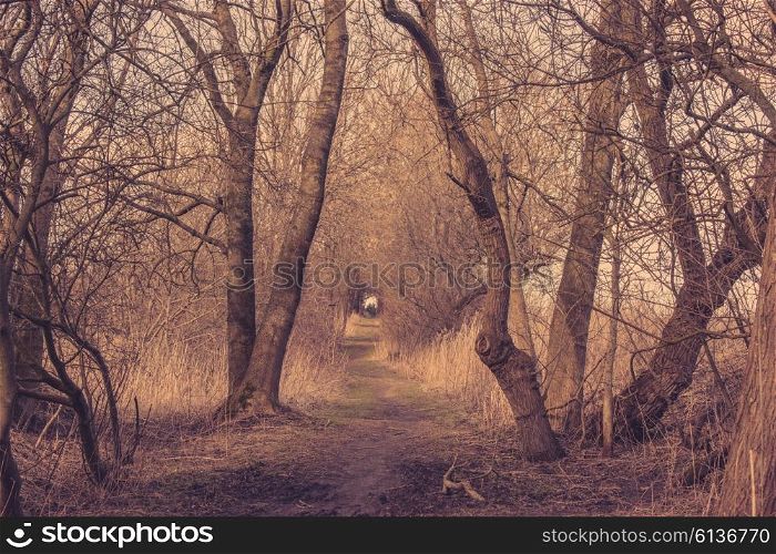 Spooky trail in a forest in the autumn