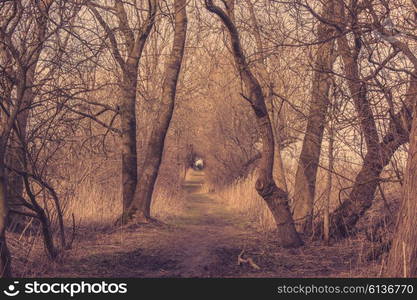 Spooky trail in a forest in the autumn