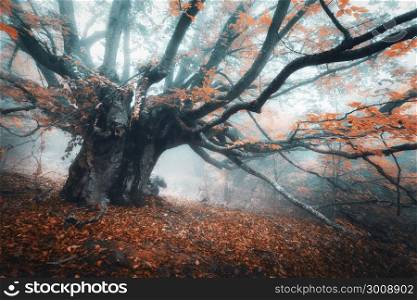 Spooky tree in fog. Old magical tree with big branches and orange leaves. Mystical autumn forest in fog. Fairy forest. Amazing colorful landscape with misty tree with red leaves. Nature. Foggy forest. Spooky tree in fog. Old magical tree with big branches and orang