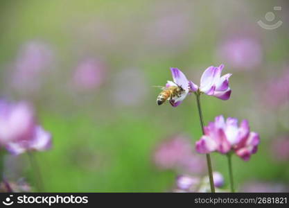 Spoon and Honey bee