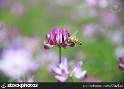 Spoon and Honey bee