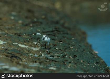 Spoon-billed sandpiper (Calidris pygmaea) in nature Thailand