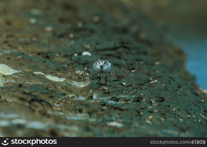 Spoon-billed sandpiper (Calidris pygmaea) in nature Thailand