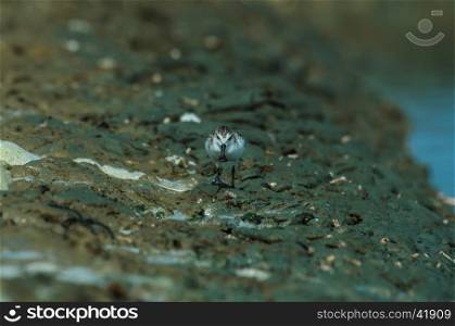 Spoon-billed sandpiper (Calidris pygmaea) in nature Thailand