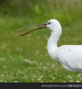 Spoonbill in it's natural habitat (zoo, Holland)