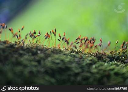 spores of moss, Moss grows in the forest