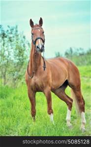 sportive chestnut horse in field