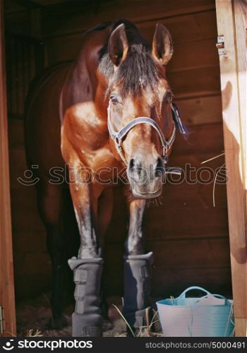 sportive stallion in stable box.