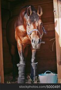 sportive stallion in stable box.