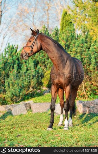sportive warmblood horse posing in nice place