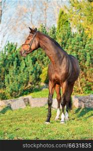 sportive warmblood horse posing in nice place