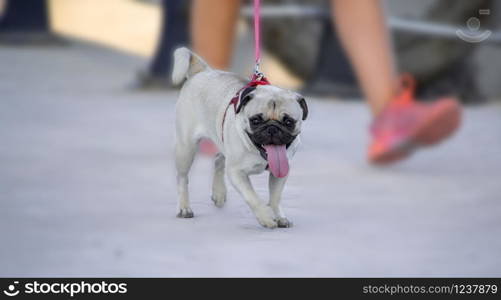 Sports woman walking and practicing sport at the street with her pug dog. Leashed pet Pug dog in the street.. Sports woman walking and practicing sport at the street with her pug dog. Leashed pet Pug dog in the street