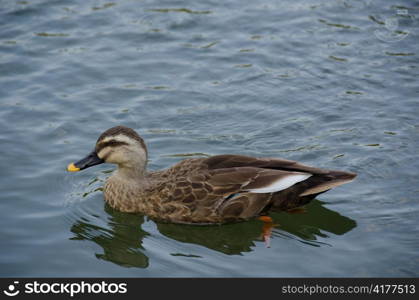 Spot-billed Duck, Anas poecilorhyncha. Spot-billed Duck, Anas poecilorhyncha, swimming on a lake