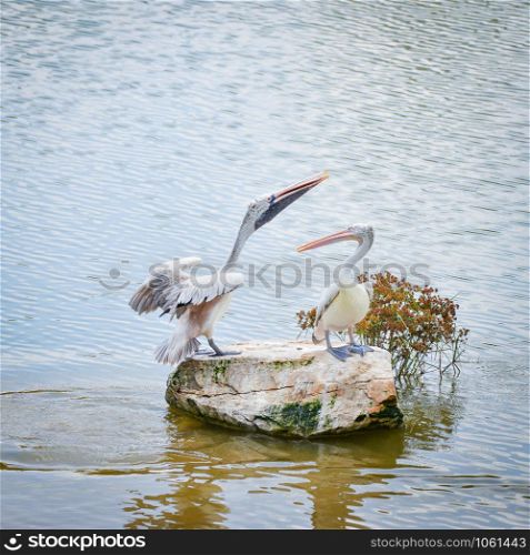 Spot billed pelican bird on the rock in the river - Pelecanidae Pelecanus philippensis