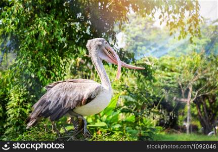 Spot billed pelican birds standing on branch tree - Pelecanidae Pelecanus philippensis