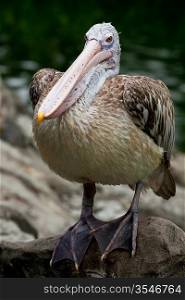 Spot-billed Pelican or Grey Pelican (Pelecanus philippensis)