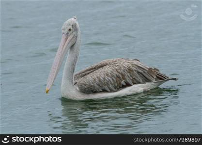 Spot-billed pelican( Pelecanus philippensis) in nature at Laempukbia